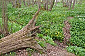 FALLEN TREE AT DOLE WOOD