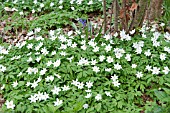 WOOD ANEMONES AT DOLE WOOD