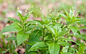 DOGS MERCURY IN FLOWER