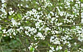 WILD PLUM BLOSSOM