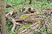 LOG PILE SHOWING WOOD IN ADVANCED DECAY