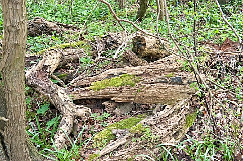 LOG_PILE_SHOWING_WOOD_IN_ADVANCED_DECAY
