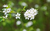 WILD PLUM BLOSSOM