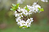 WILD PLUM BLOSSOM, PRUNUS DOMESTICA