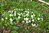 WILD PRIMROSES IN WOODLAND