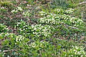 WILD PRIMROSES IN WOODLAND