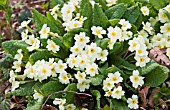 WILD PRIMROSES IN WOODLAND