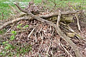 BRUSHWOOD PILED UP TO DECAY FOR WILDLIFE IN WOODLAND