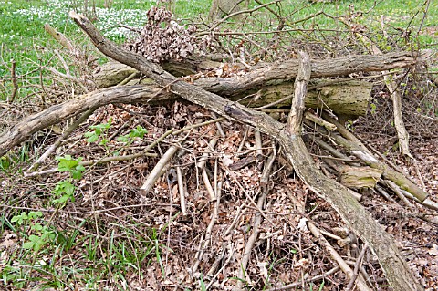 BRUSHWOOD_PILED_UP_TO_DECAY_FOR_WILDLIFE_IN_WOODLAND