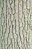 BARK OF YOUNG OAK