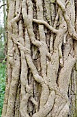 NAKED IVY STEMS CLINGING TO  OAK TREE