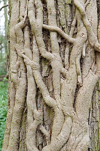 NAKED_IVY_STEMS_CLINGING_TO__OAK_TREE