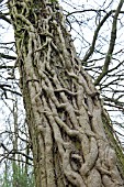 NAKED IVY STEMS CLINGING TO  OAK TREE