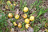 WILD CRAB APPLES LYING ON GROUND