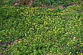 RANUNCULUS FICARIA IN WOODLAND