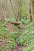 WATERCOURSE IN WOODLAND