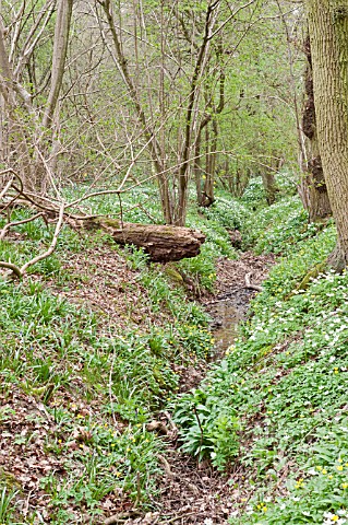WATERCOURSE_IN_WOODLAND