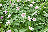 ANEMONE NEMOROSA - PINK FLOWERED VARIANT