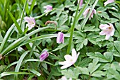 ANEMONE NEMOROSA - PINK FLOWERED VARIANT