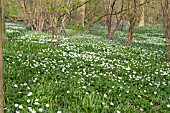 ANEMONE NEMOROSA IN WOODLAND