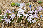 CHIONODOXA FORBESII PINK GIANT