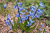 HYACINTHUS ORIENTALIS