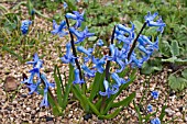 HYACINTHUS ORIENTALIS