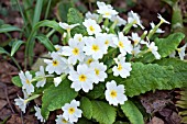 PRIMULA VULGARIS - WHITE FORM