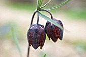 FRITILLARIA MONTANA