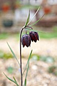 FRITILLARIA MONTANA