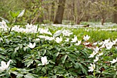 SPRING WOODLAND WITH ANEMONE NEMOROSA