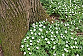 ANEMONE NEMOROSA AT THE BASE OF A TREE