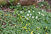 WOOD ANEMONES AND LESSER CELANDINES IN SPRING WOODLAND