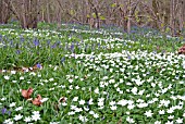 SPRING WOODLAND WITH ANEMONE NEMOROSA AND BUDDING BLUEBELLS, HYACINTHOIDES NON-SCRIPTA