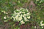 PRIMULA VULGARIS GROWING WILD ON A BANK