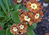 PRIMULA AURICULA GREENFINCH