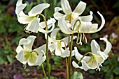 ERYTHRONIUM CALIFICORNICUM WHITE BEAUTY