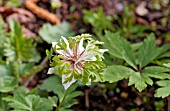 ANEMONE NEMOROSA GREEN FINGERS