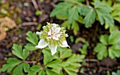 ANEMONE NEMOROSA GREEN FINGERS