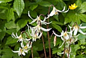 ERYTHRONIUM HOWELLII