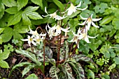 ERYTHRONIUM HOWELLII