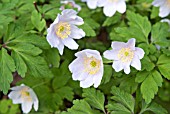 ANEMONE NEMOROSA PARLEZ VOUS