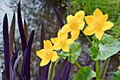 CALTHA PALUSTRIS WITH IRIS GERALD DARBY