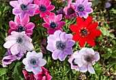 ANEMONE PAVONINA