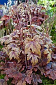 HEUCHERELLA SWEET TEA