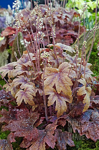 HEUCHERELLA_SWEET_TEA