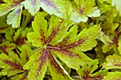 HEUCHERELLA GOLDEN ZEBRA CLOSE-UP OF FOLIAGE