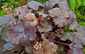 HEUCHERA CHERRY COLA