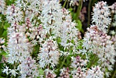 TIARELLA SPRING SYMPHONY CLOSE-UP OF FLOWERS.