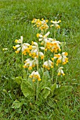 COWSLIPS IN THE MEADOW AT WAKEFIELDS GARDEN